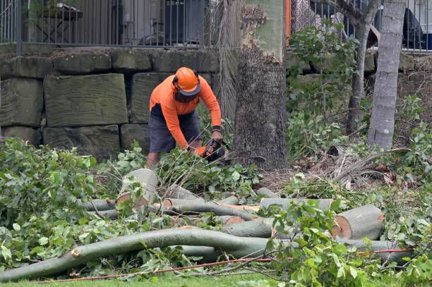 Professional  Tree Services in White Oak, MD